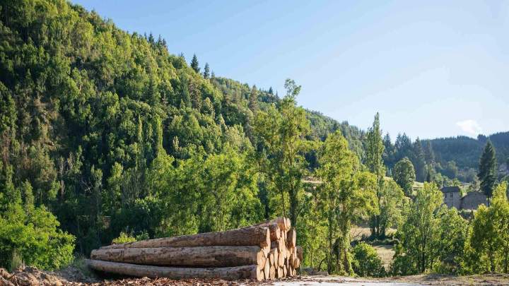 Maîtrise d'œuvre des travaux forestiers Haute-Loire