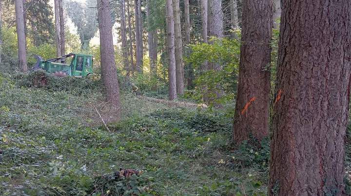 Maître d'œuvre des travaux forestiers Haute-Loire