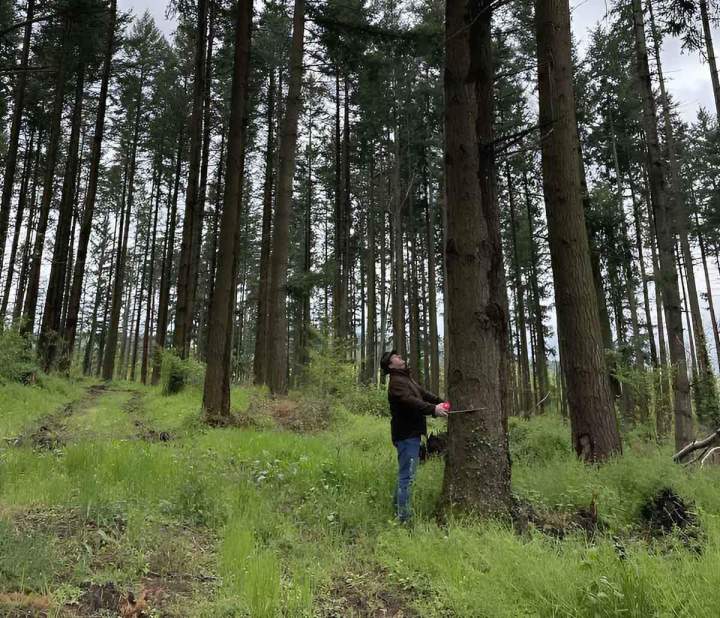 Gestion de propriété forestière Haute-Loire