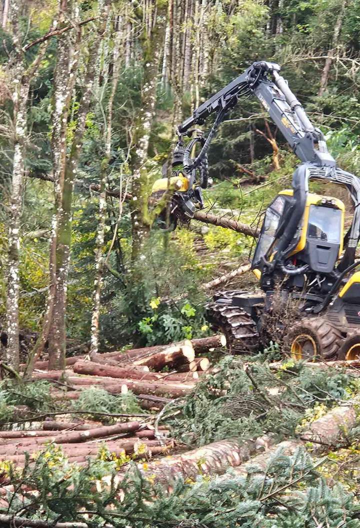 Maîtrise d'œuvre des travaux forestiers Haute-Loire