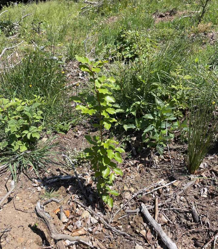 Maîtrise d'œuvre travaux forêstiers Haute-Loire