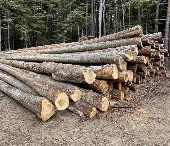 Expert forestier Haute-Loire