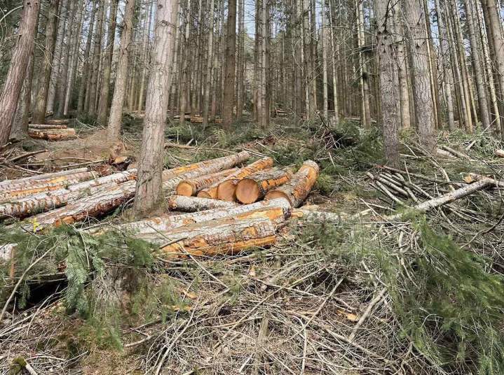 Gestion de propriété forestière Haute-Loire