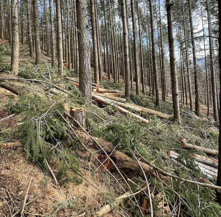 Vente de bois Haute-Loire