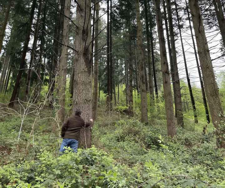 Spécialiste en gestion de propriété forestière Haute-Loire
