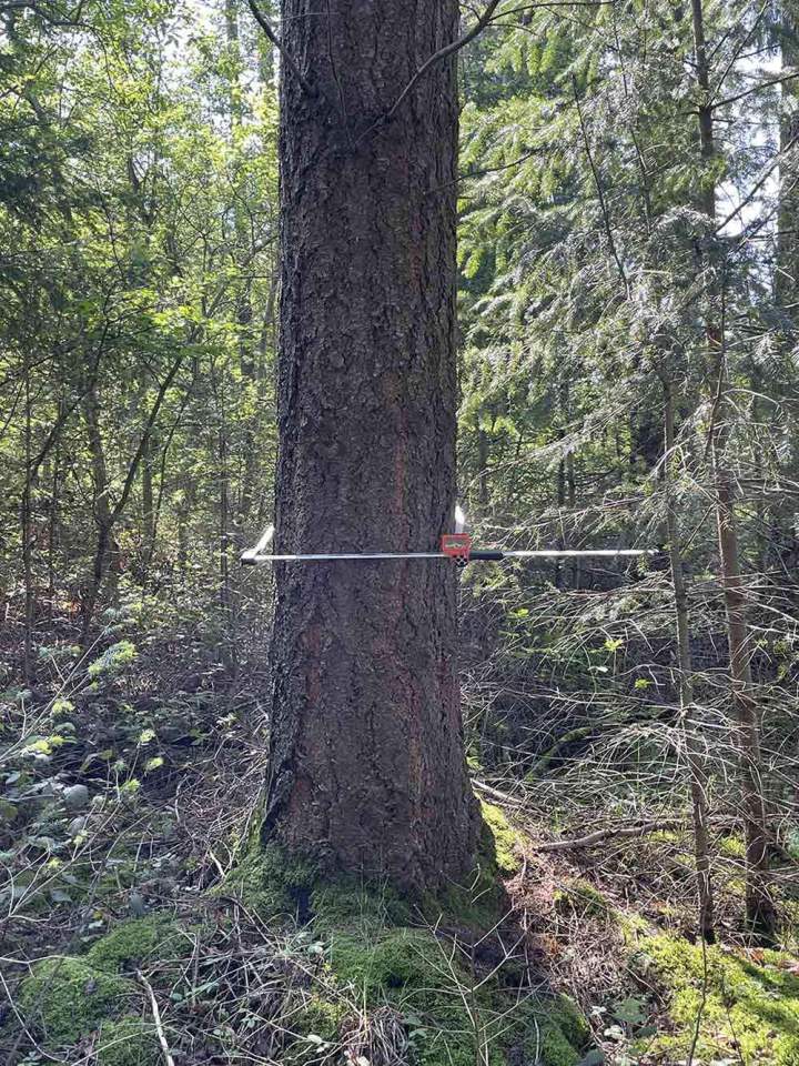 Expert forestier Haute-Loire